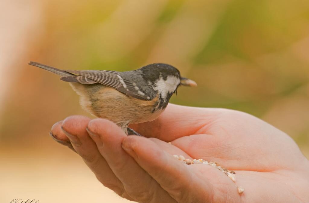 Promovemos la observación de aves en el Parque del Segre y del Valira en la Seu d’Urgell