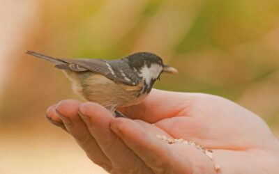 Promovem l’observació d’ocells al Parc del Segre i del Valira de la Seu d’Urgell